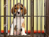 Puppy Dog Escape