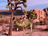 Arabian Desert Escape