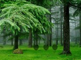 Easy Forest Escape