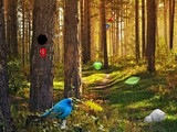 Amazon Birds Forest Escape