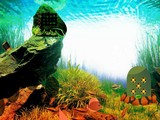 Aqua Forest Escape