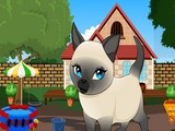 Tonkinese Cat Rescue