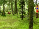 Typical Forest Escape