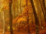 Thanksgiving Labyrinth Escape