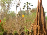 Ant Hill Forest Escape
