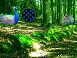 Peafowl Forest Escape
