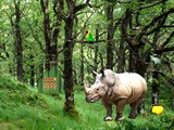 Escape from Rhino Forest