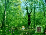 Escape from Coniferous Landscape