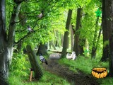 Pigeon River Forest Escape