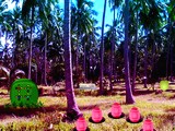 Easter Bunny Coconut Farm Rescue