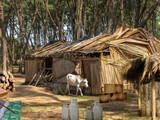 Forest Village