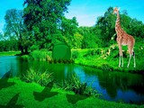 Giraffe Lake Forest Escape