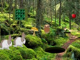 Rabbit Forest