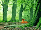 Deer Range Forest Escape