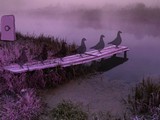 Escape the Pink Flamingo Bird