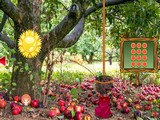 Apple Forest