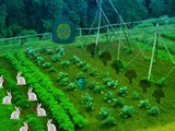 Vegetable Forest Garden Escape