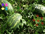 Watermelon Land Escape