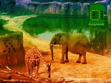 Escape from African Zoo
