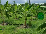 Banana Farmland Escape