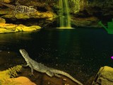 Escape from Lizard Forest