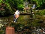 Masked Owl Island Escape