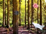 White Pigeon Forest Escape
