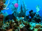 Underwater Fish Rescue Underwater Fish Rescue