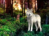 Wild Fox Forest Escape