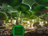 Mushroom Greenland Escape