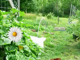 Zucchini Garden Escape