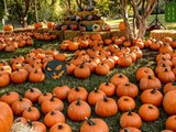 Save the Pumpkin Man