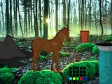 Find the Horse Love