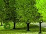 Green Autumn Forest Escape