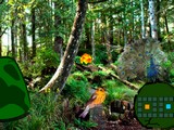 Peacock Dance Forest Escape