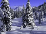 North Pole Bear Escape