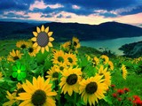 Find the Kurinji Flower Tree