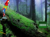 Macaw Green Forest Escape