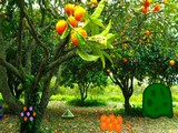 Orange Tree Farm Escape
