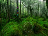 Butterfly Girl Forest Rescue