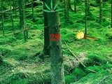 Green Tree Forest Escape