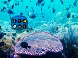 Underwater Lionfish Escape