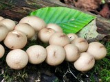 Lycoperdon Mushroom Land Escape